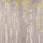 79226-2 Панно AS Creation 159*280, Лес на рассвете 79226-2 Панно AS Creation 159*280, Лес на рассвете