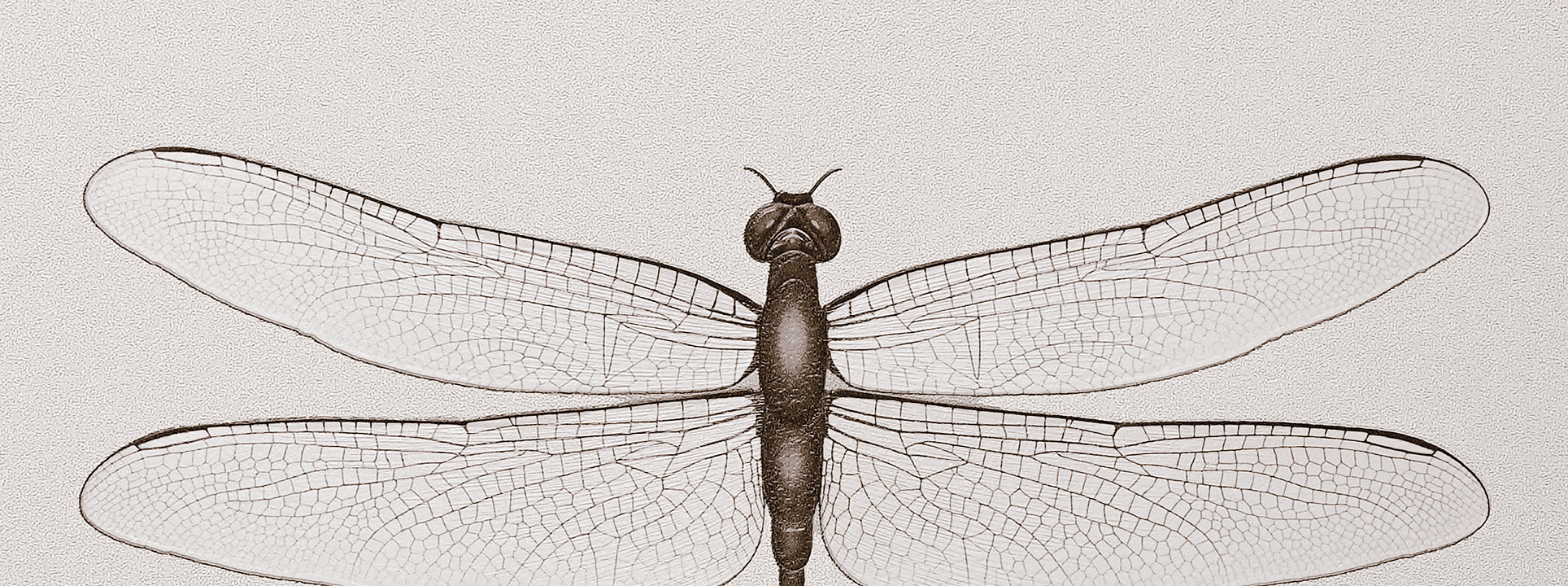 Изображение Andrea Rossi Cavoli 54426-2